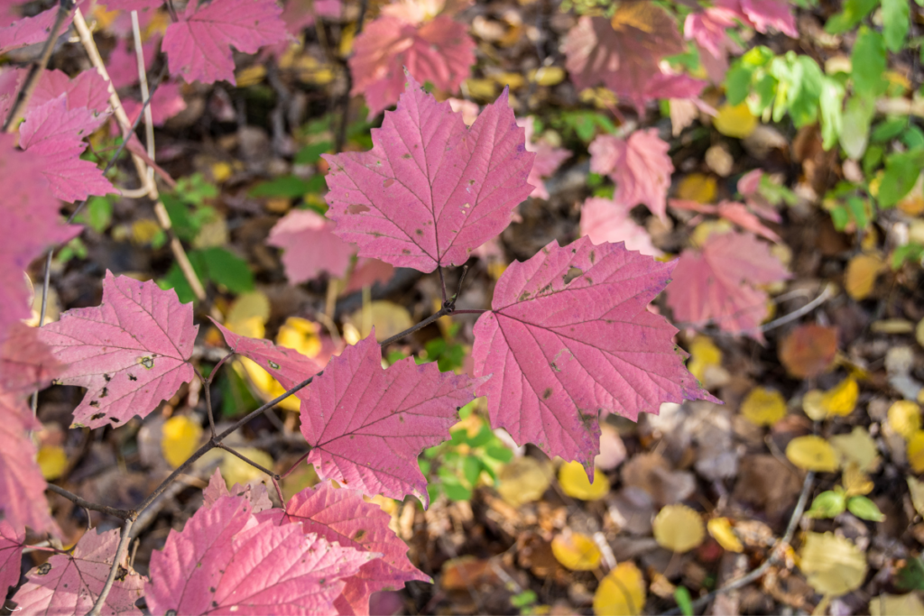 Herfstbladeren in warme tinten symboliseren het proces van loslaten en transformatie in de natuur, een uitnodiging voor persoonlijke groei tijdens het herfstseizoen.